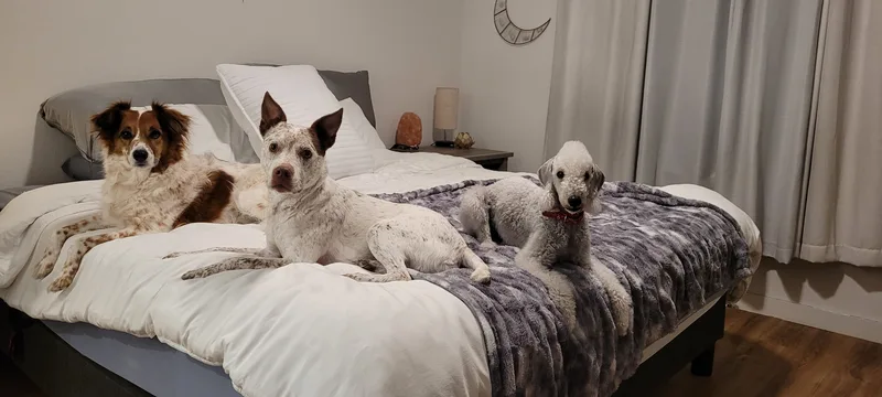 Three dogs - a collie mix, a cattle dog mix, and a grey poodle - relaxing together on a bed