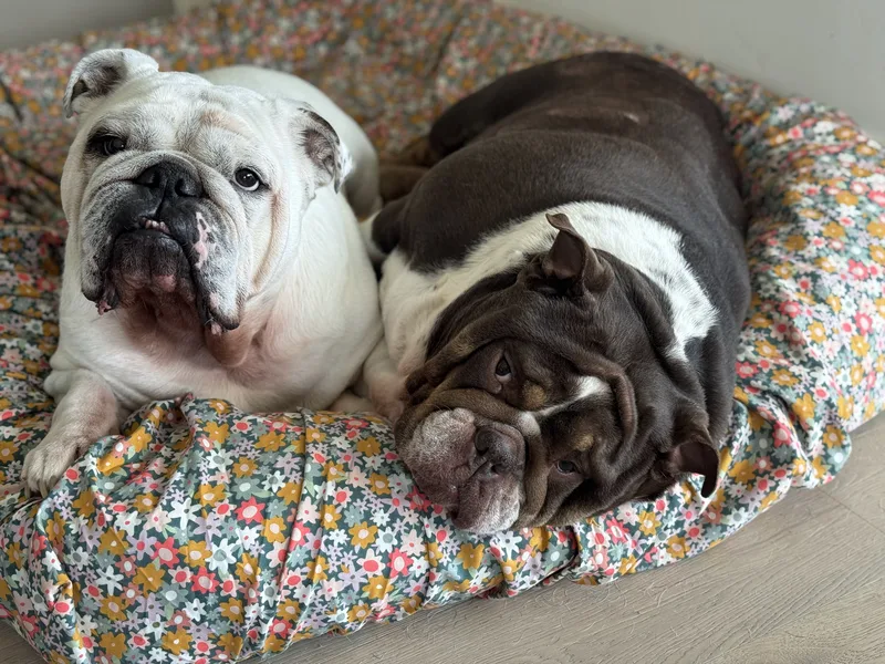 A white and a chocolate English bulldog snuggled together on a floral dog bed