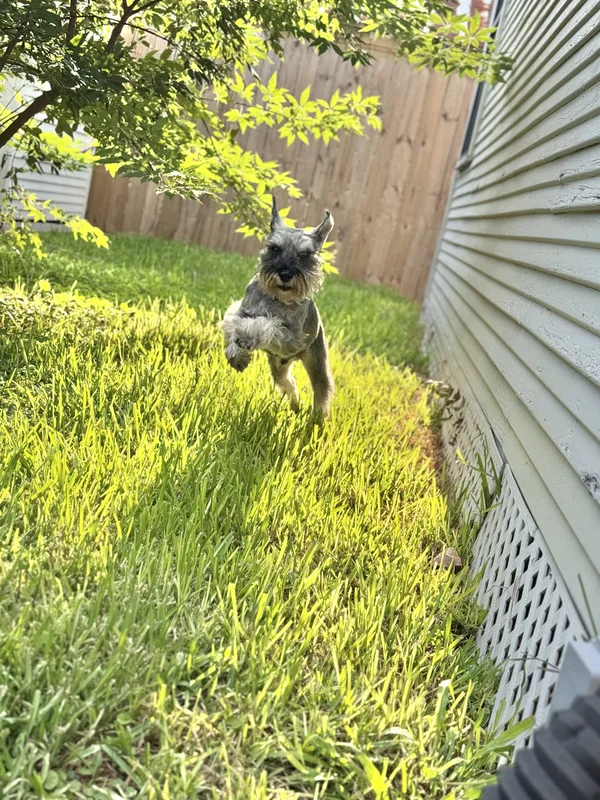 A grey schnauzer leaping mid-air across a sunny green backyard