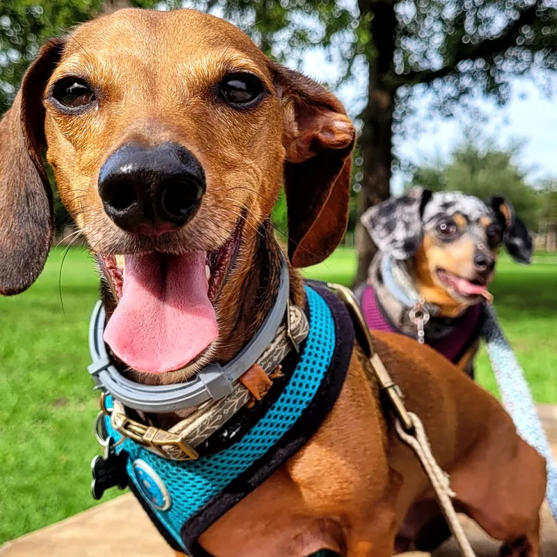 Two dachshunds in a Houston park, one close to the camera with tongue out