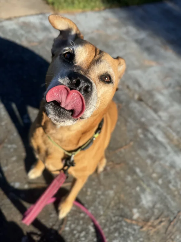 A fawn boxer mix licking its nose on a sunny driveway