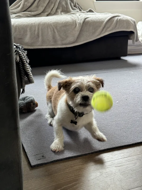 A scruffy terrier mix chasing a tennis ball across the living room