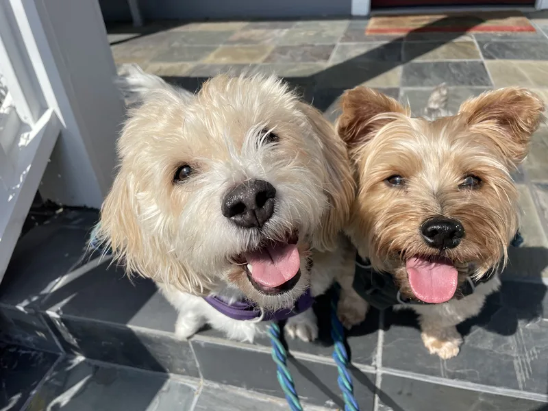 A cream terrier mix and a yorkie sitting together in the sun