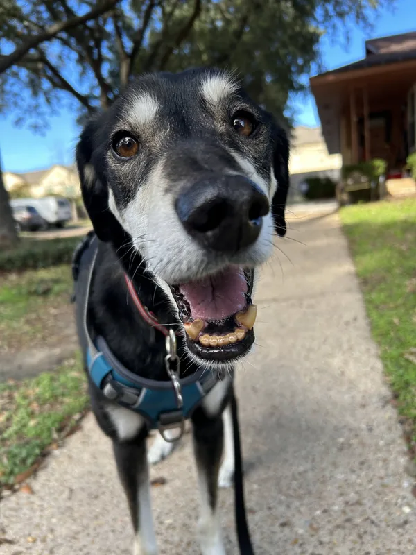 A grey-muzzled black and white shepherd mix grinning on a Houston walk
