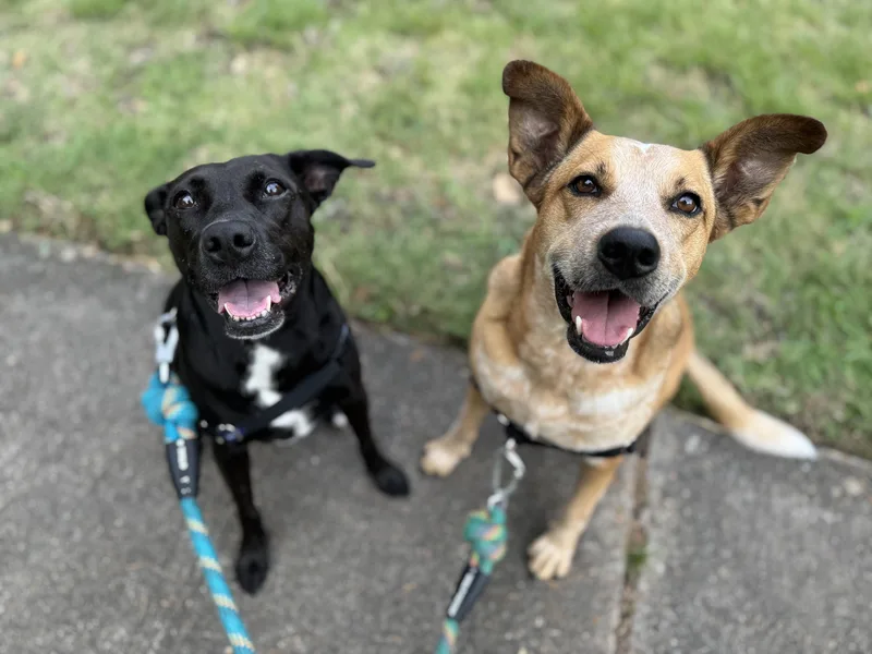 A black Lab and a tan shepherd mix sitting side by side on a Houston sidewalk