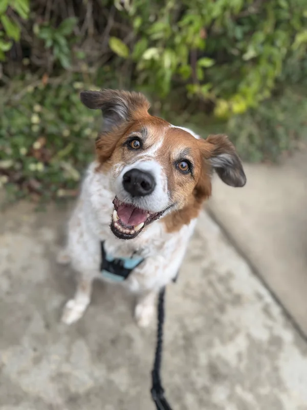 A brown and white cattle dog mix smiling up from a sidewalk
