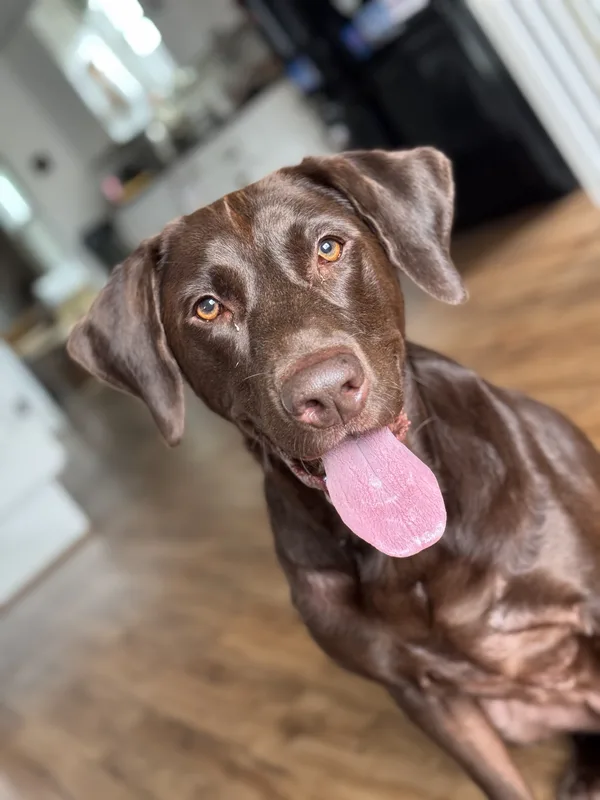 A chocolate Lab with its tongue out, sitting indoors drop-in visit