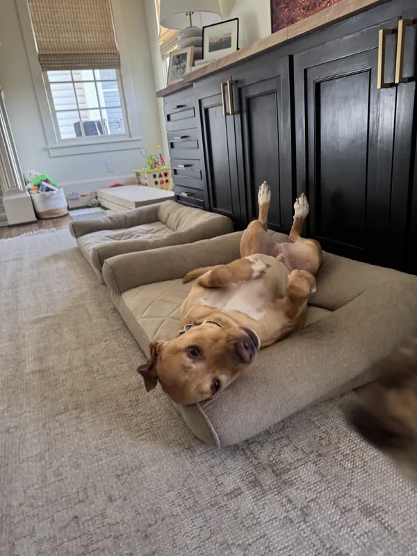 A tan Lab mix lying belly-up and relaxed on a cushioned dog bed
