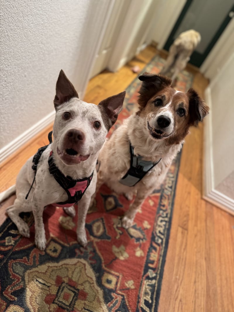 Pep and Flynn, Rachel's two dogs, clients of Shaggy Chic in Houston