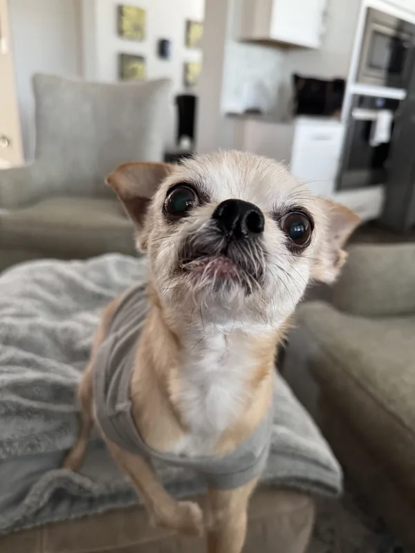 A cream chihuahua in a grey sweater resting at home