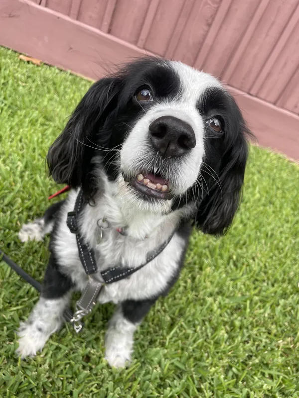 A black and white spaniel sitting in a backyard, looking up at the camera
