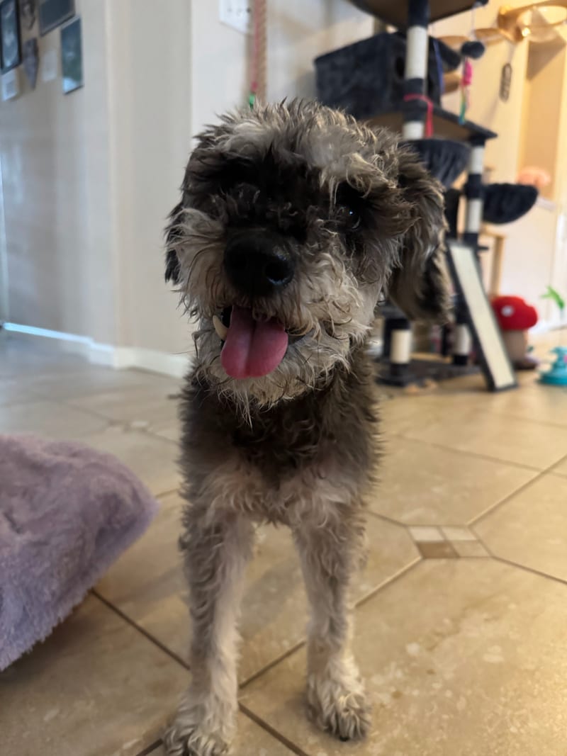 Chichi, one of Lily's three Houston pets cared for by Shaggy Chic