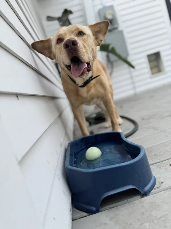 A yellow Lab grinning beside a water bowl on a back porch