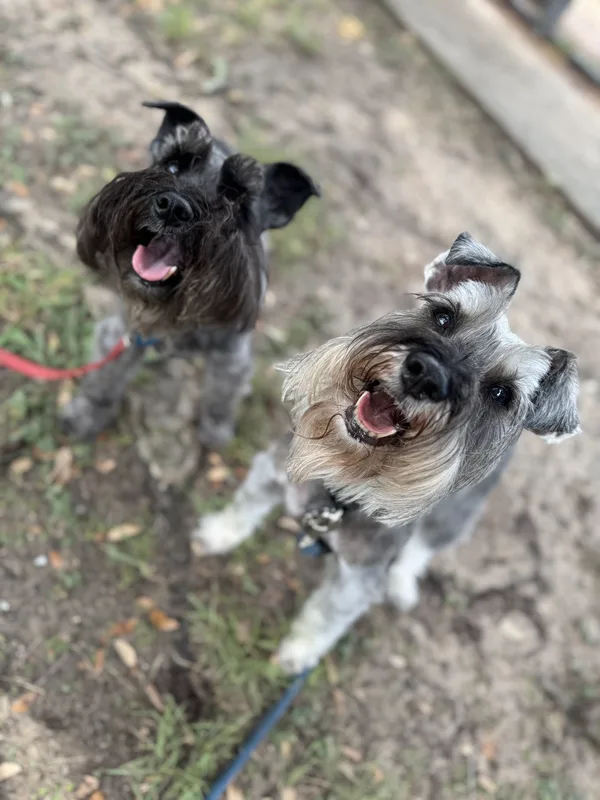 Two miniature schnauzers looking up during a neighborhood walk