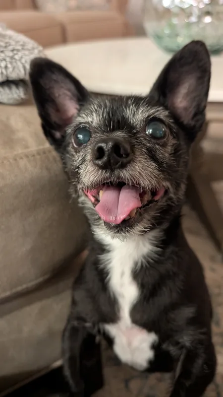 A senior black chihuahua mix smiling on the couch