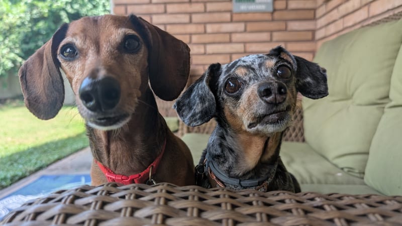 Puppy and Parker, Julie's dogs, Shaggy Chic pet sitting clients