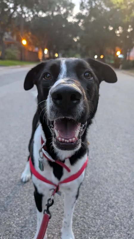 A black and white collie mix smiling on a Greater Heights street at dusk