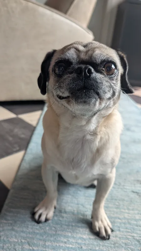 A fawn pug sitting politely on a rug, looking up