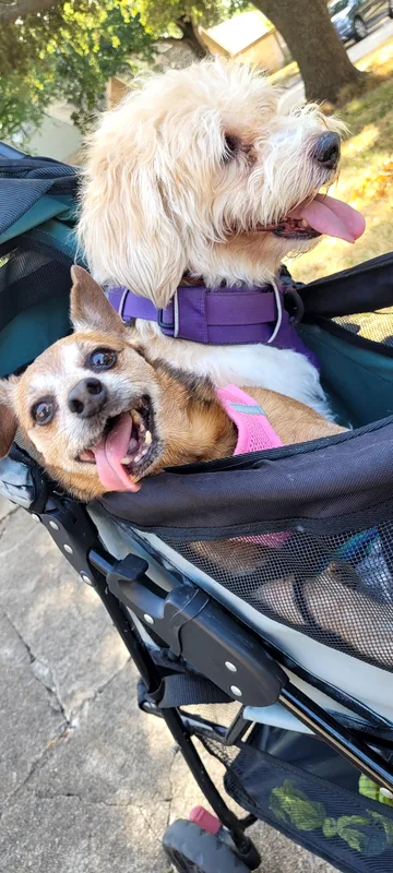 A cream doodle and a tan chihuahua riding happily together in a dog stroller