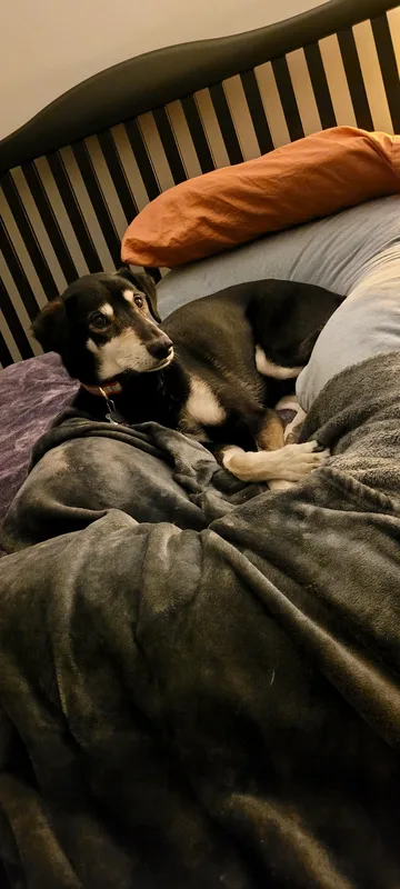 A black and white shepherd mix curled up cozy on a bed under a soft blanket