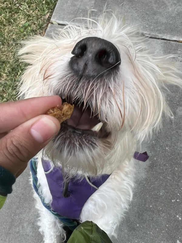 A happy white doodle taking a treat from a hand on a sunny sidewalk