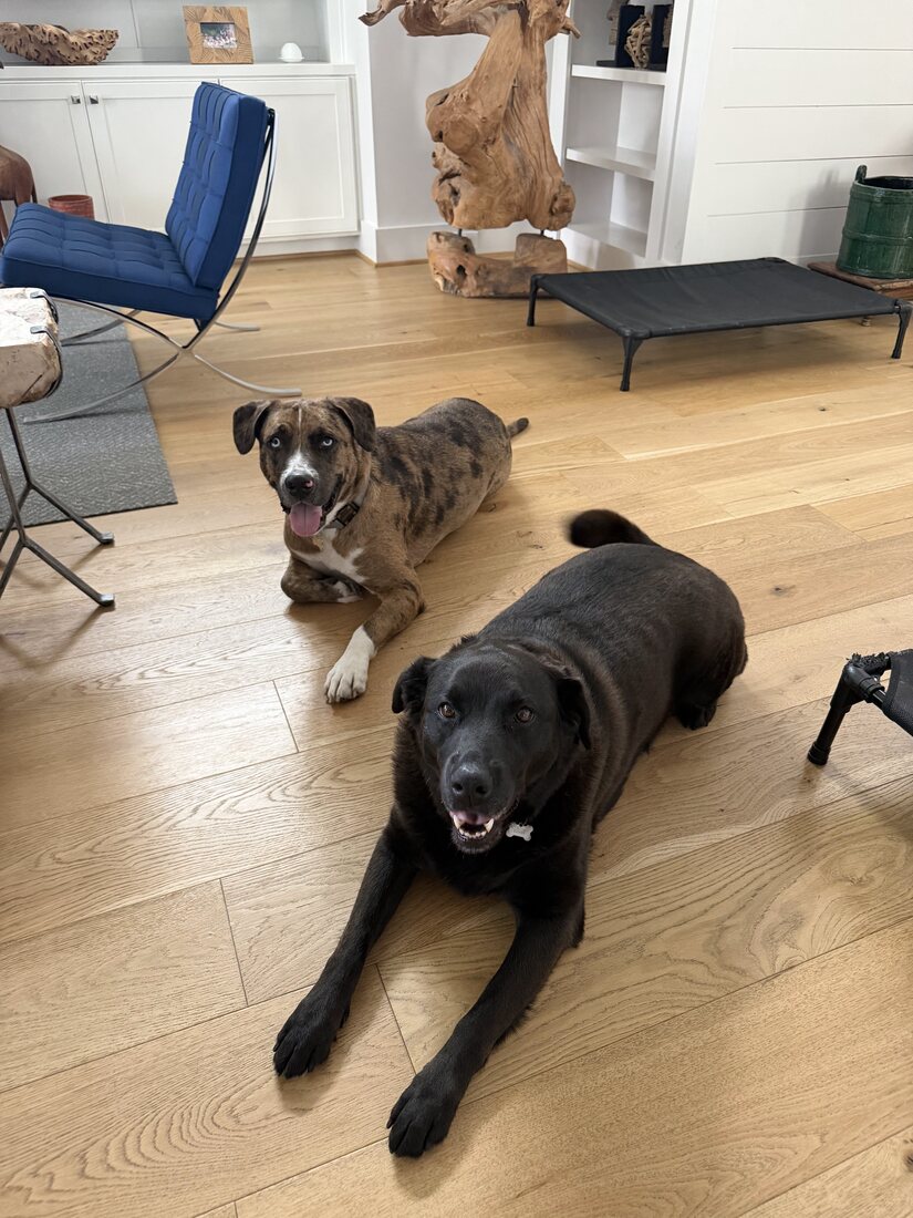 Philip and Shelby, Manuel's two dogs, resting at home in Greater Heights
