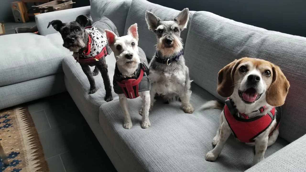 Four well-matched dogs sitting together on a couch